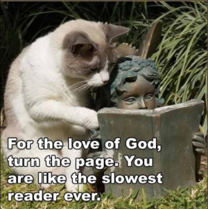 terms funny cat pictures with captions animals with captions funny ...
