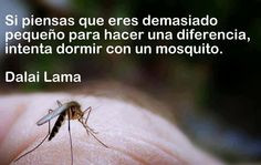 lama more life quotes dalai lama en español photos life mosquitoes ...