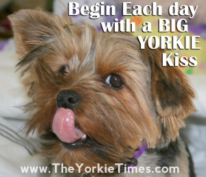 Yorkies Love to Give Kisses