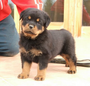 Puppy Profile: Rottweilers