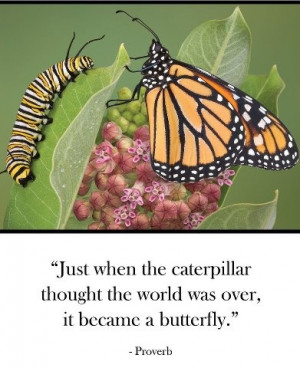 Butterfly Journey