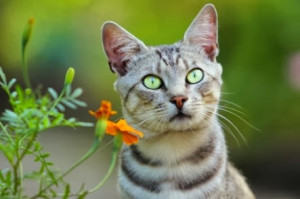 Charming Quotes About Cats