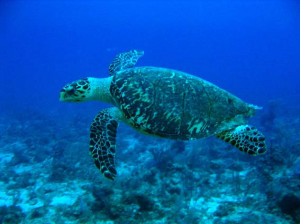 wild fact 428 wear your heart on your back hawksbill turtle 330 3 ...