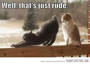 Funny photos funny cat stretching rude