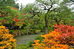 Sono Stato Kyoto Foliage...