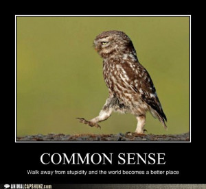 funny-animal-captions-owls-really-are-quite-wise