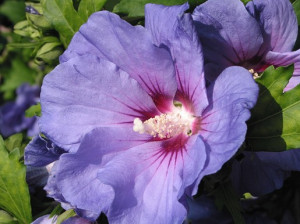 Photo Of Purple Hibiscus Flowers picture