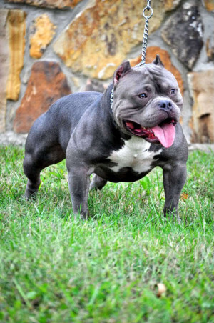 Gottiline Pit Bull Stud Pictures featuring blue American Bullies