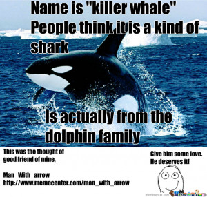 Funny Killer Whale Memes