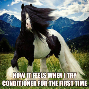 funny-picture-horse-conditioner