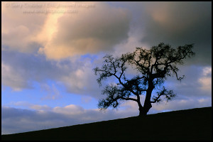 Picture: Storm clouds at sunset over lone oak tree, Alhambra Valley ...