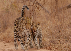 Mother and cub leopards reunited in Africa. “Mothers of teenagers ...