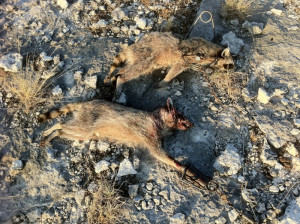 Hunt In: Refugio County