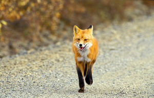 alone, animal, cute, fox, orange