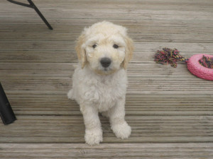 f2 golden doodle for stud