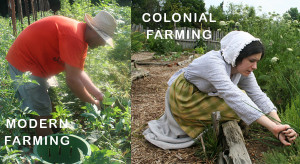 Colonial Farming Techniques Colonial-vs-modern-farming-