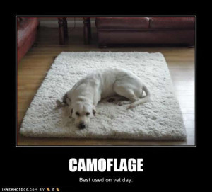 funny-dog-pictures-camoflage-vet