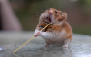 Funny Hamster Picture Pasta