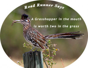 ... wisdom click the red arrow for more quotes and road runner sayings