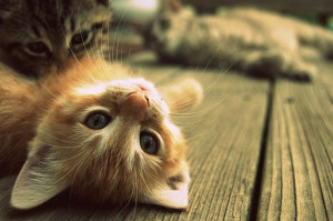 cat-cute-eyes-bold-kittens