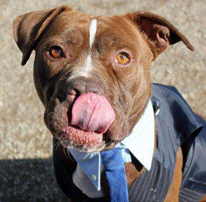 can't think why mothers love them. All babies do is leak at both ...