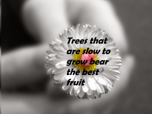 ... Quote/Trees/Earth/Best Inspirational Quote/Black & White Background