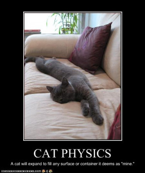 Funny cat pictures: Cat physics explained