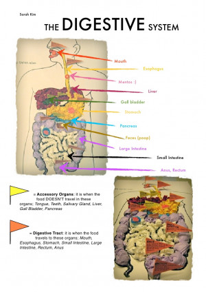 Digestive System Model Project