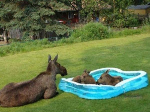 Baby moose in a kiddie pool