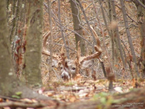 Related Pictures whitetail deer hunting deer hunting quotes