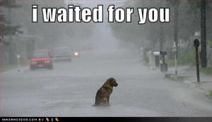 funny-dog-pictures-alone-street-rain-storm-waiting