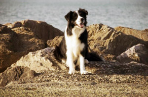 Border Collie Winged Heart