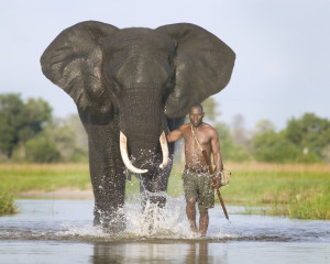 Elephant is the largest living land mammal of World . African ...