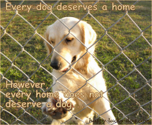 dog-quotes-and-sayings-every-dog-deserves-a-home.jpg