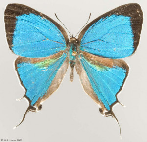 Butterflies of Monteverde