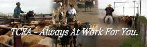 ... cattle feeding country texas cattle feeders association represents the