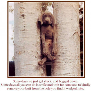 description only a funny saying with a dog stuck in trees when you are ...