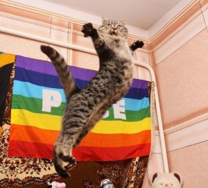 cat, funny, gay, gay pride, gays, jump, lol, pride