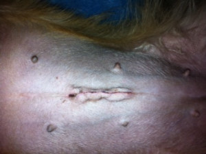 Spay Incision Healing picture