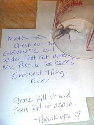 funny spider pictures
