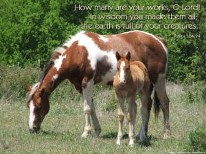 free christian horses desktop wallpaper download free christian horses ...