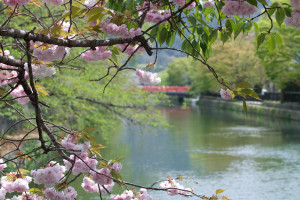 Cherry Blossoms and the Snowy Bridge -- Kyoto, Japan -- Copyright 2007 ...