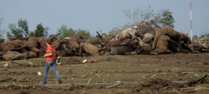 woman walks past a pile of dead horses that were killed in a tornado ...
