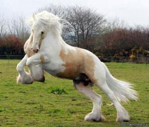 Palomino gypsy vanner horse
