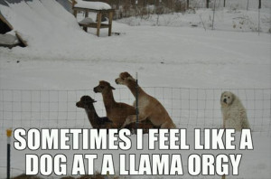 dog at a llama orgy funny quotes
