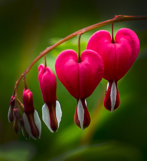 lightorialist-image-bleeding-heart-flower-plant.jpg