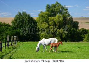 Mother Horse And Her Little