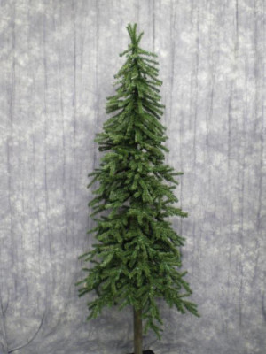Tall Skinny Pine Trees