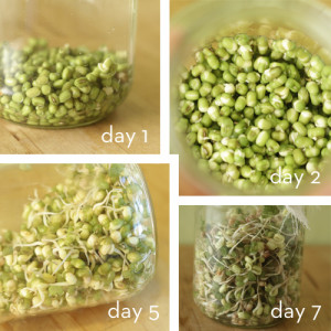 Grow Bean Sprouts at Home