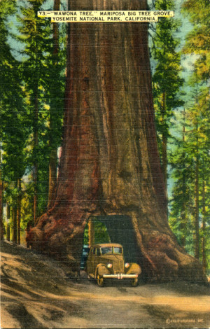 Grizzly Giant Sequoia Tree...